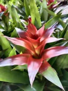 Bromeliads