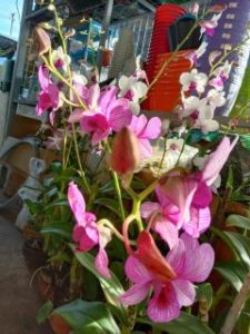 Orchids