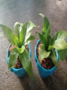 Pick Bird Nest Fern