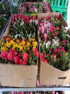 Portulaca